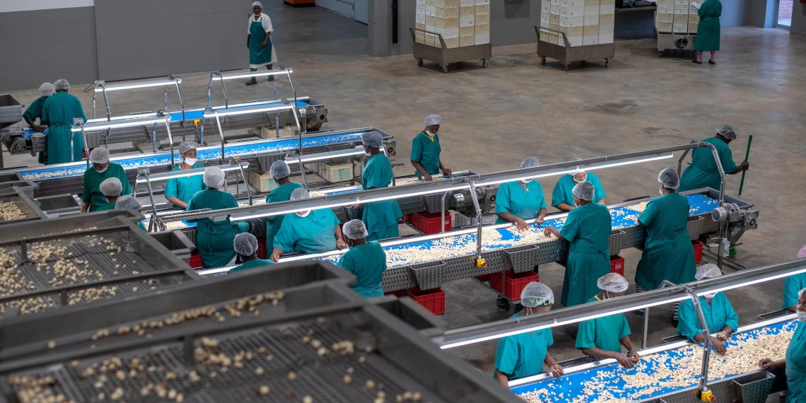 Green & Gold Macadamias (G&G) and AIM listed Camellia Group Plc