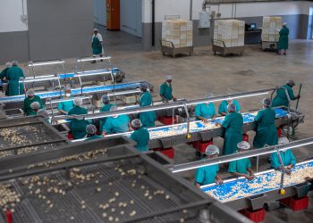 Green & Gold Macadamias (G&G) and AIM listed Camellia Group Plc