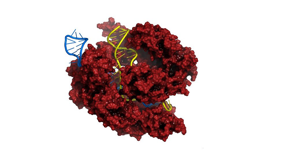 Merck Receives First U.S. Patent for Improved CRISPR Genome-Editing Method