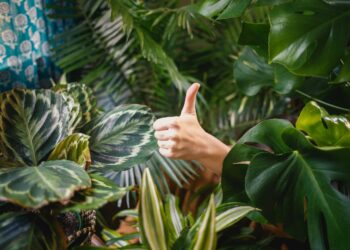 ISCC PLUS certification